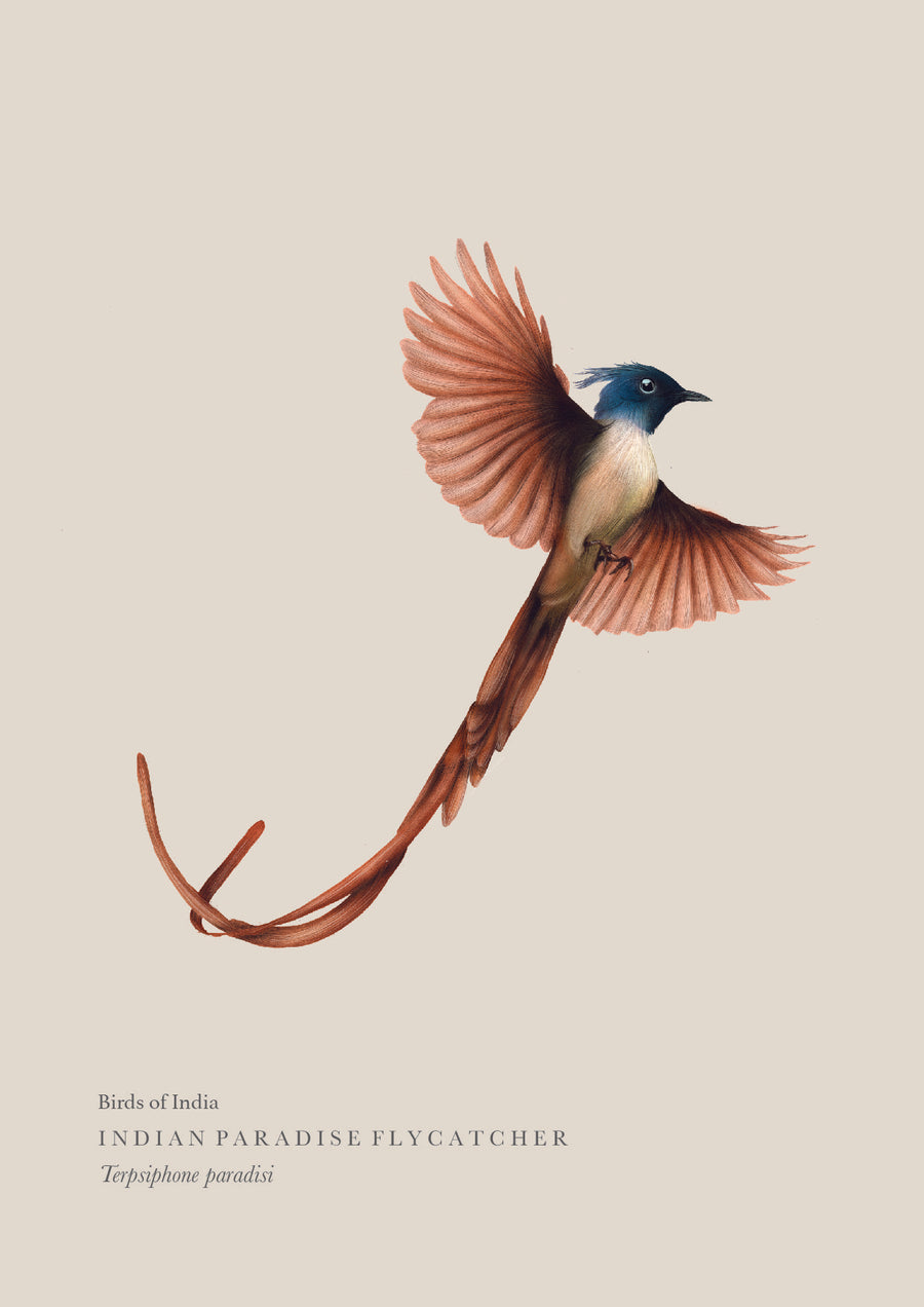 BIRDS OF INDIA - Indian Flycatcher Wall Print