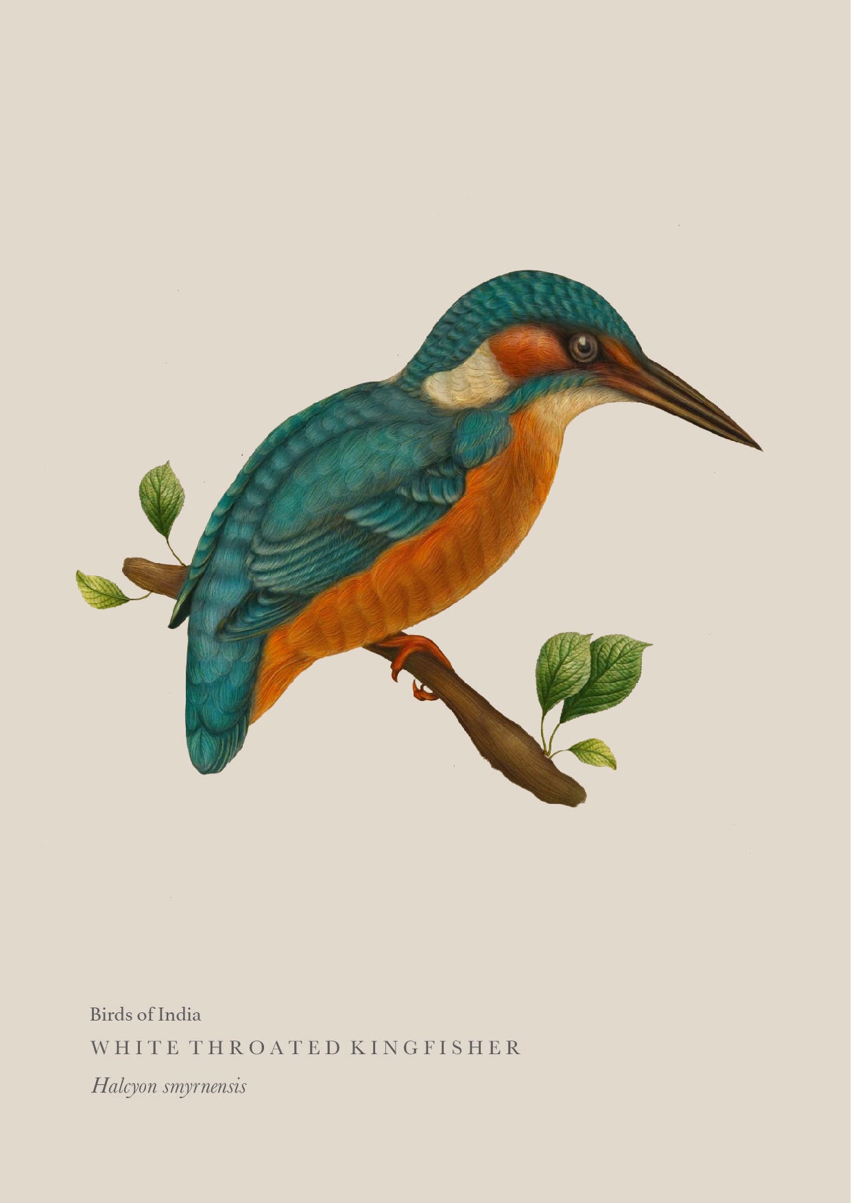 White-throated Kingfisher Wall Poster