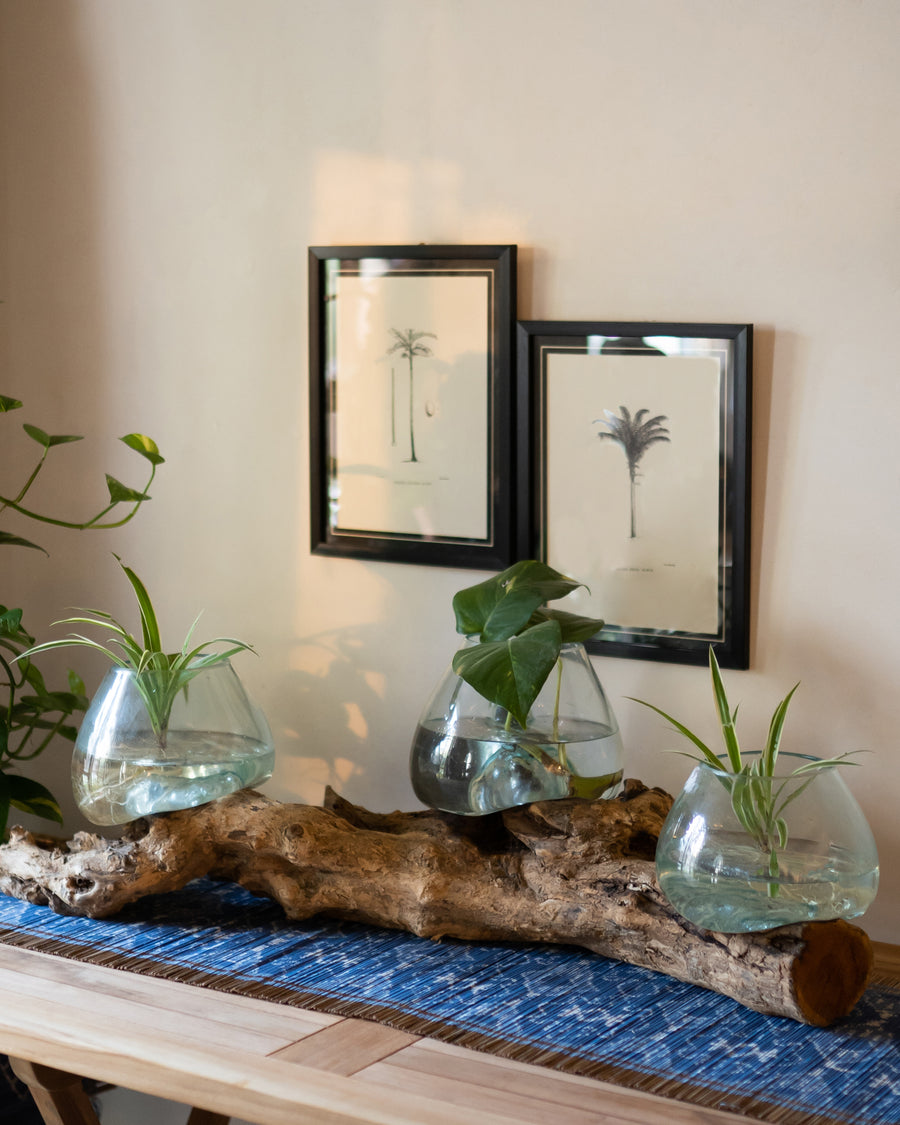 Glass Planters on Drift Wood - Medium