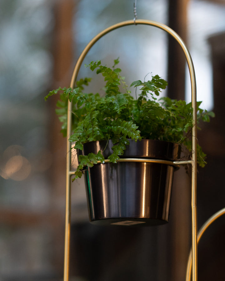 Buy Planters Online India Beruru Tagged "hanging planters"