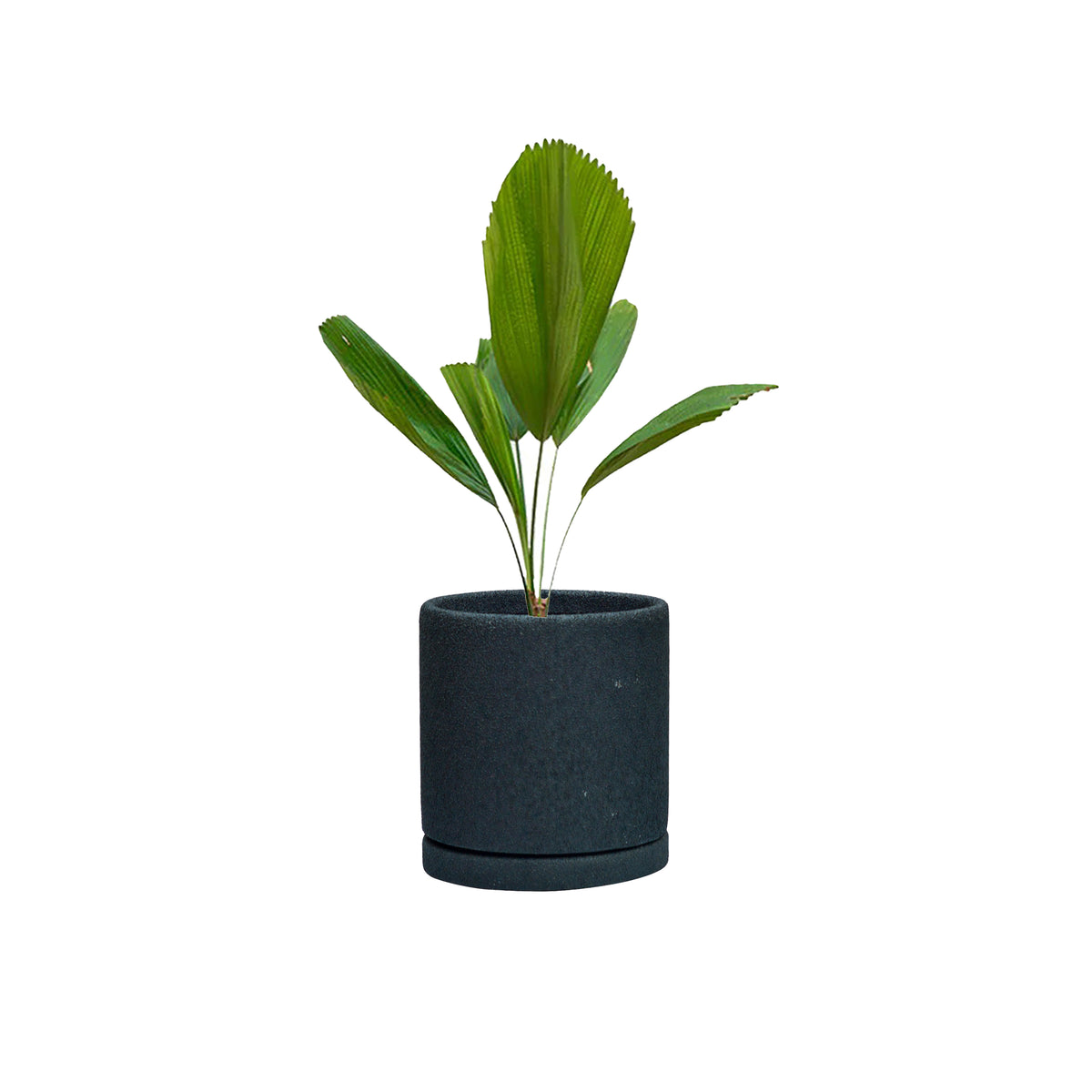 Lillian Polystone Planter