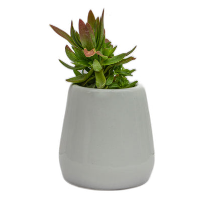 Tulip Pot