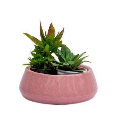 Tulip flat pot