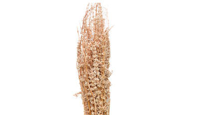 Palam Stick Dried Flowers - 100 gms Pack