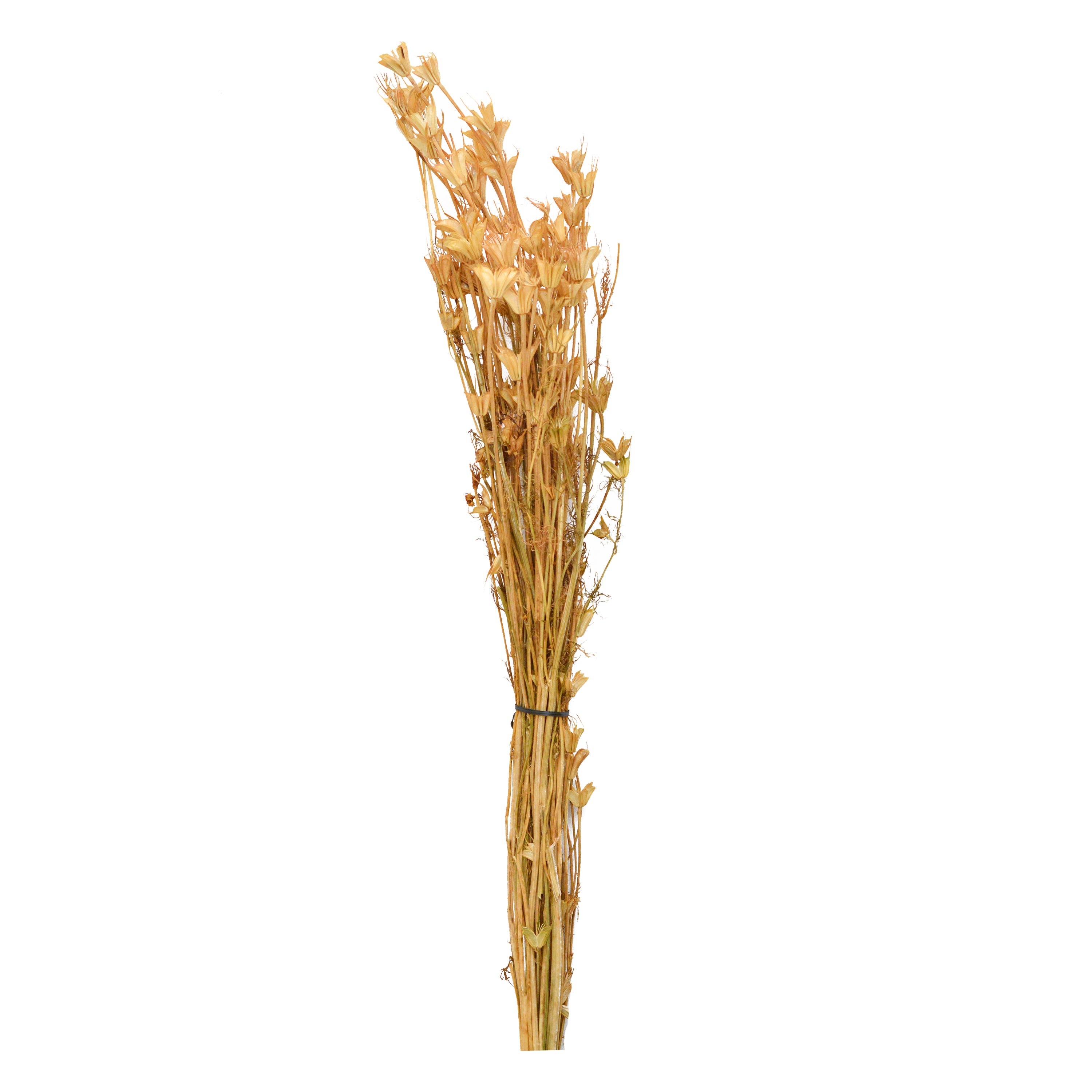 Nigella Sativa Dried Flowers - 75 gms Pack