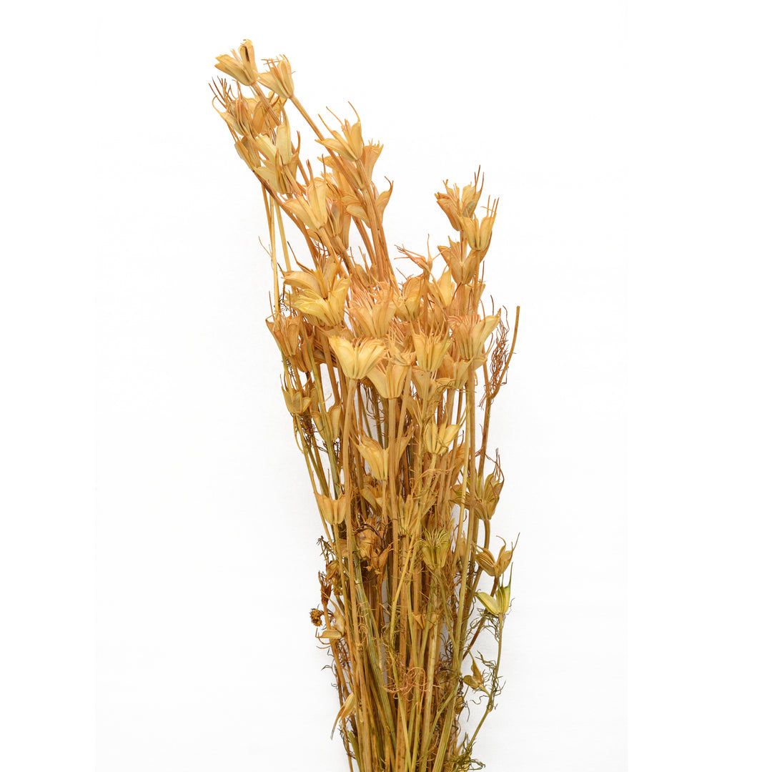 Nigella Sativa Dried Flowers - 75 gms Pack
