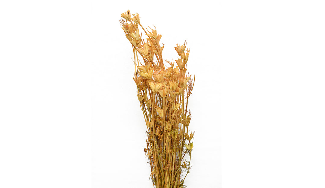 Nigella Sativa Dried Flowers - 75 gms Pack