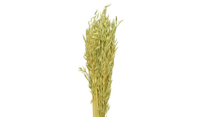 Havana Grass - 100 gms Pack