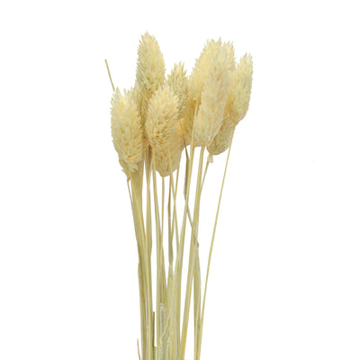 Phalaris Dried Flowers - (Pack of 15)
