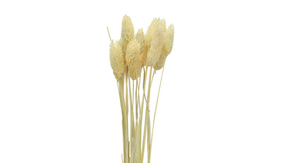 Phalaris Dried Flowers - (Pack of 15)