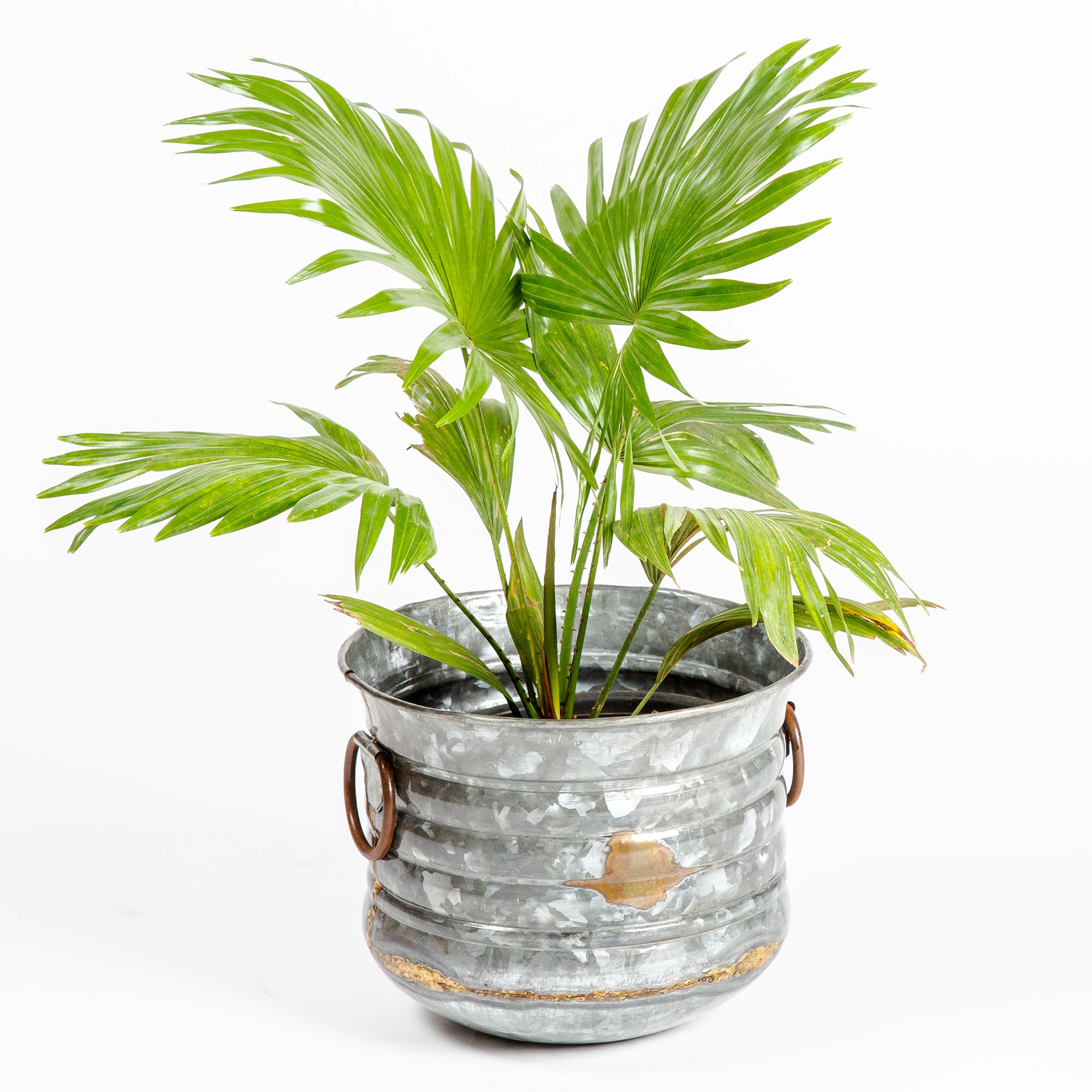 Antique planter
