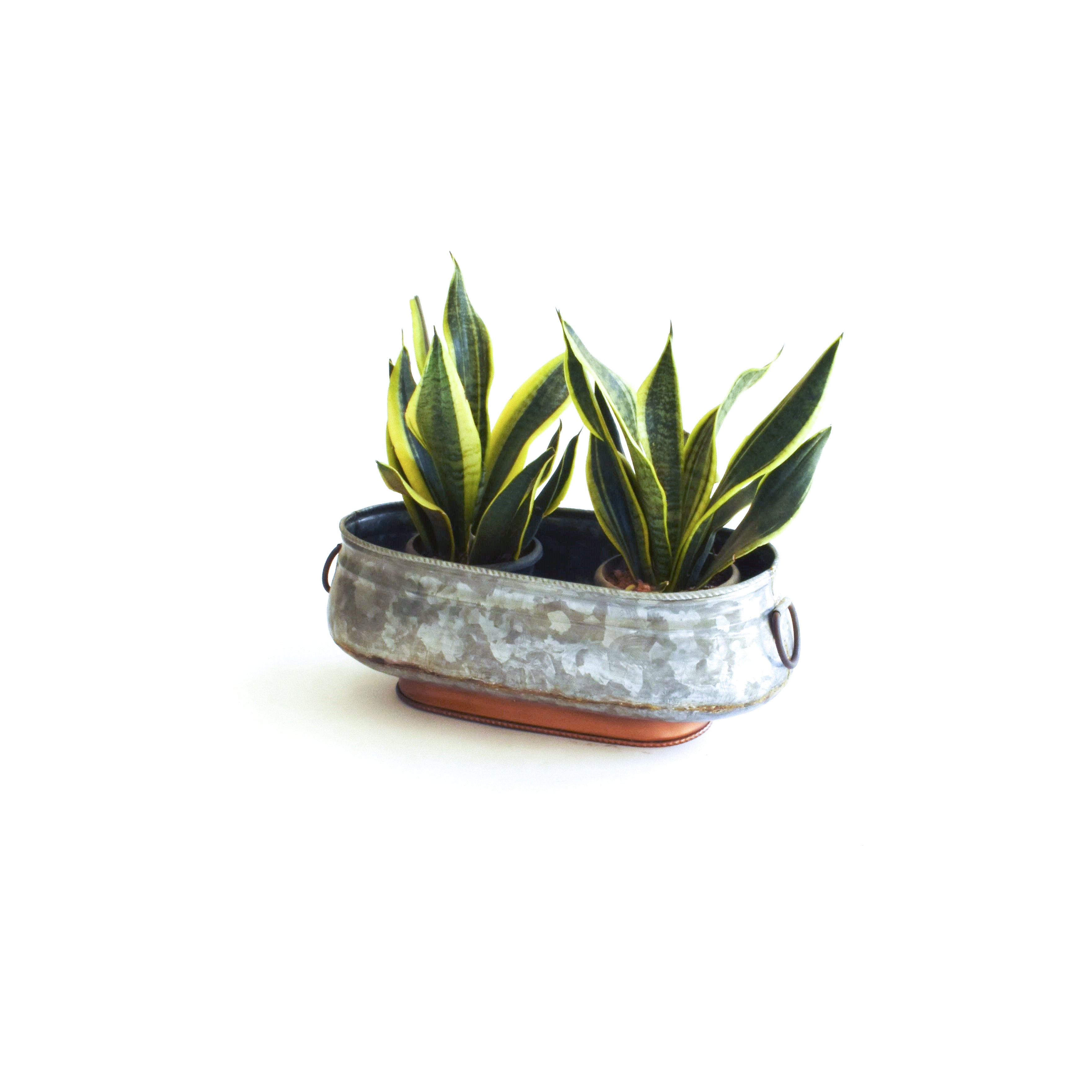 Alison planter