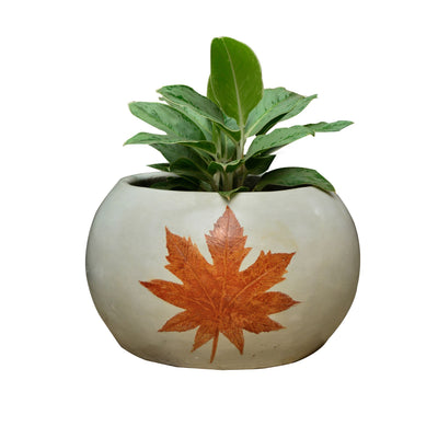 Banyan White Planter