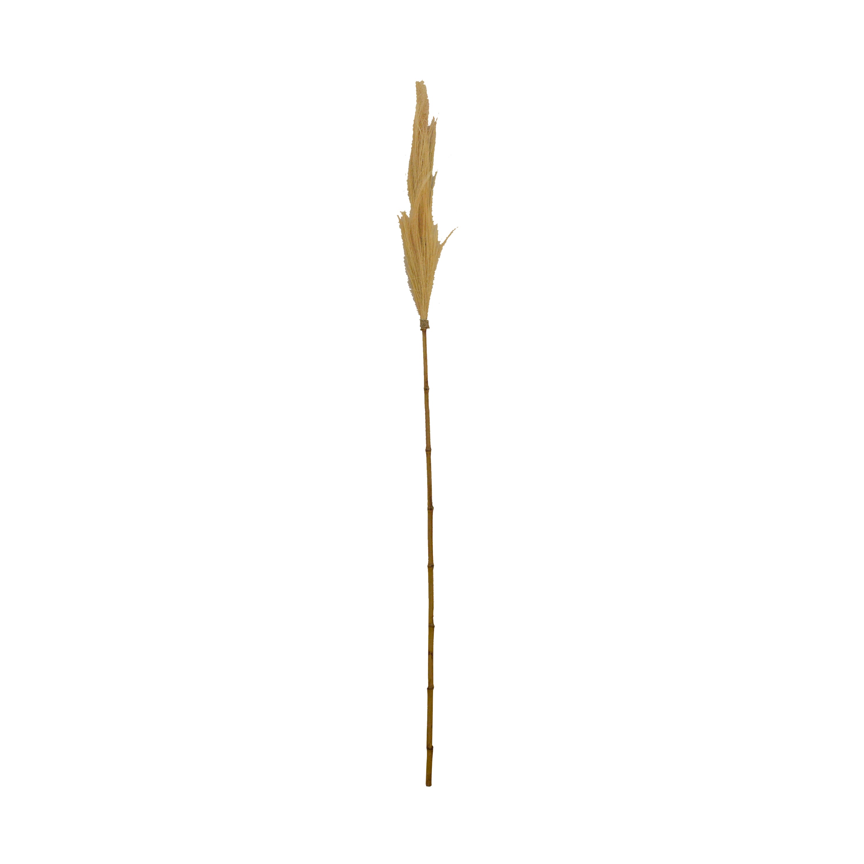 Dry Flower Gajih Flower