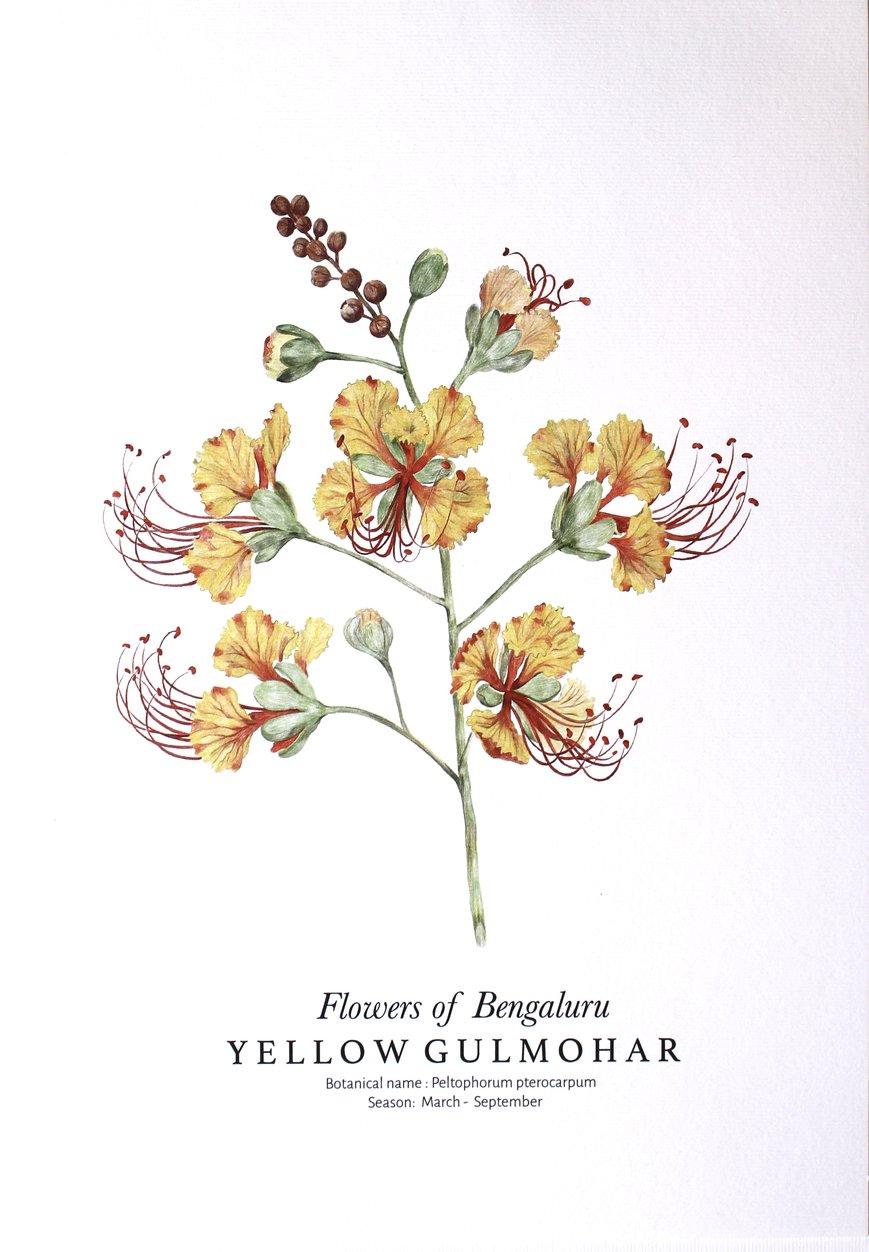 Premium Vector | Krisnochura flower, royal poinciana