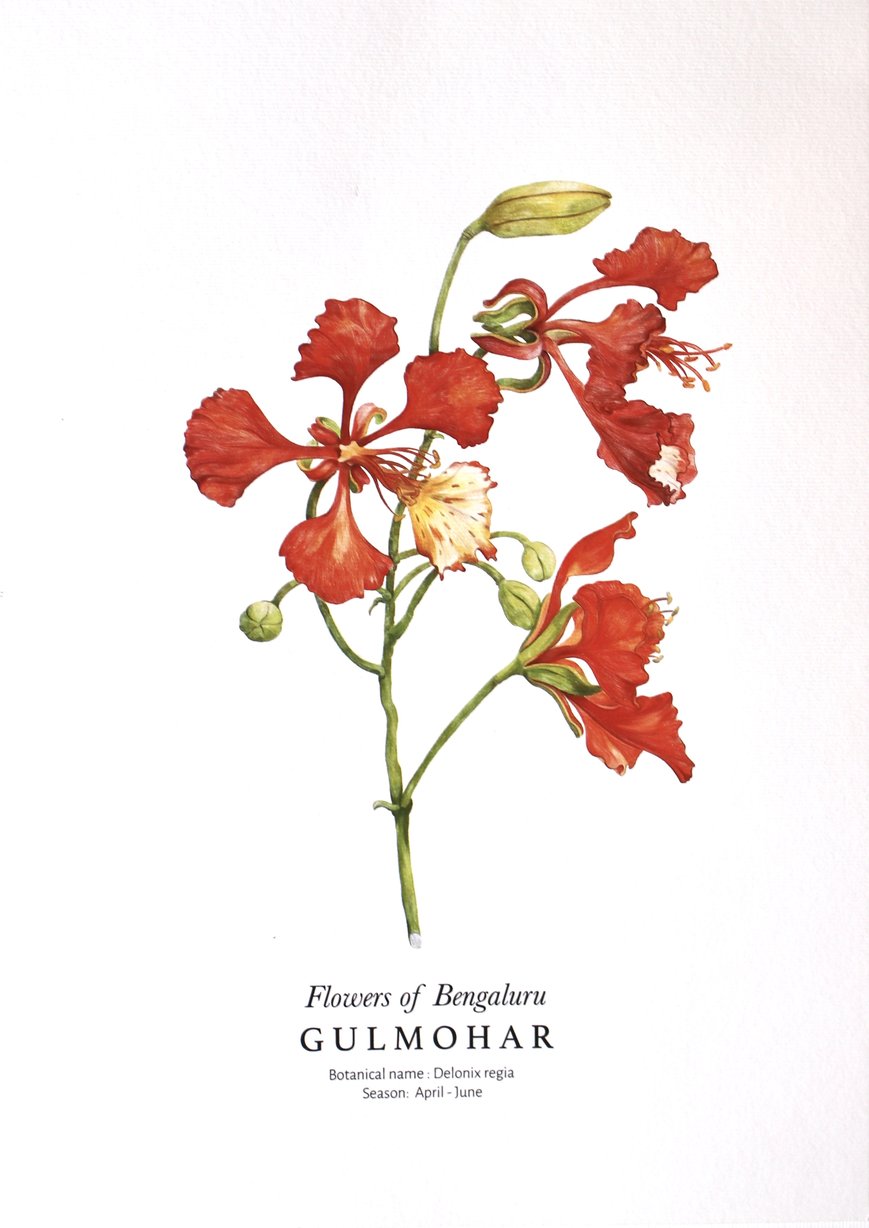 FLOWERS OF BENGALURU - Gulmohar Wall Print