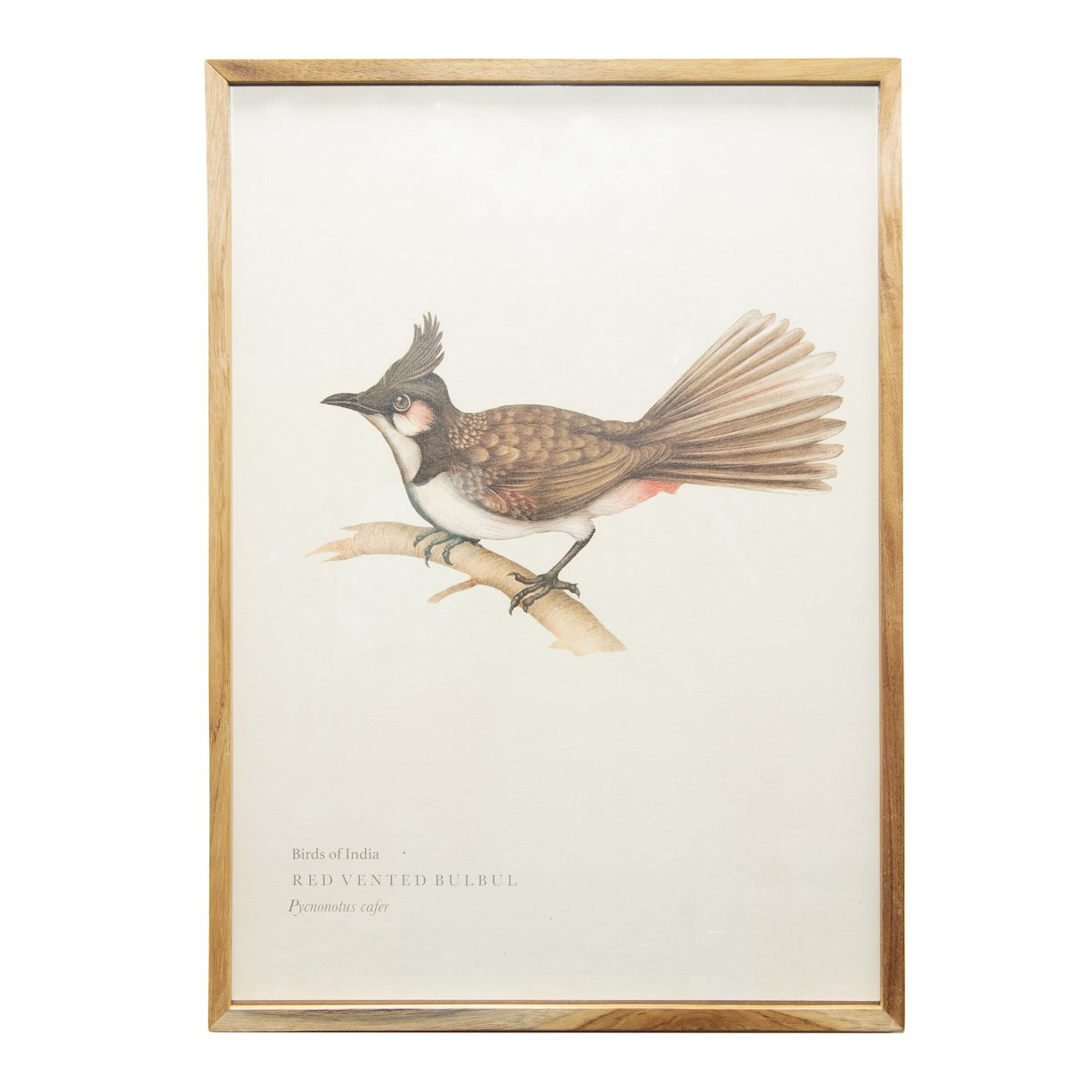 Red- vented Bulbul Wall Poster