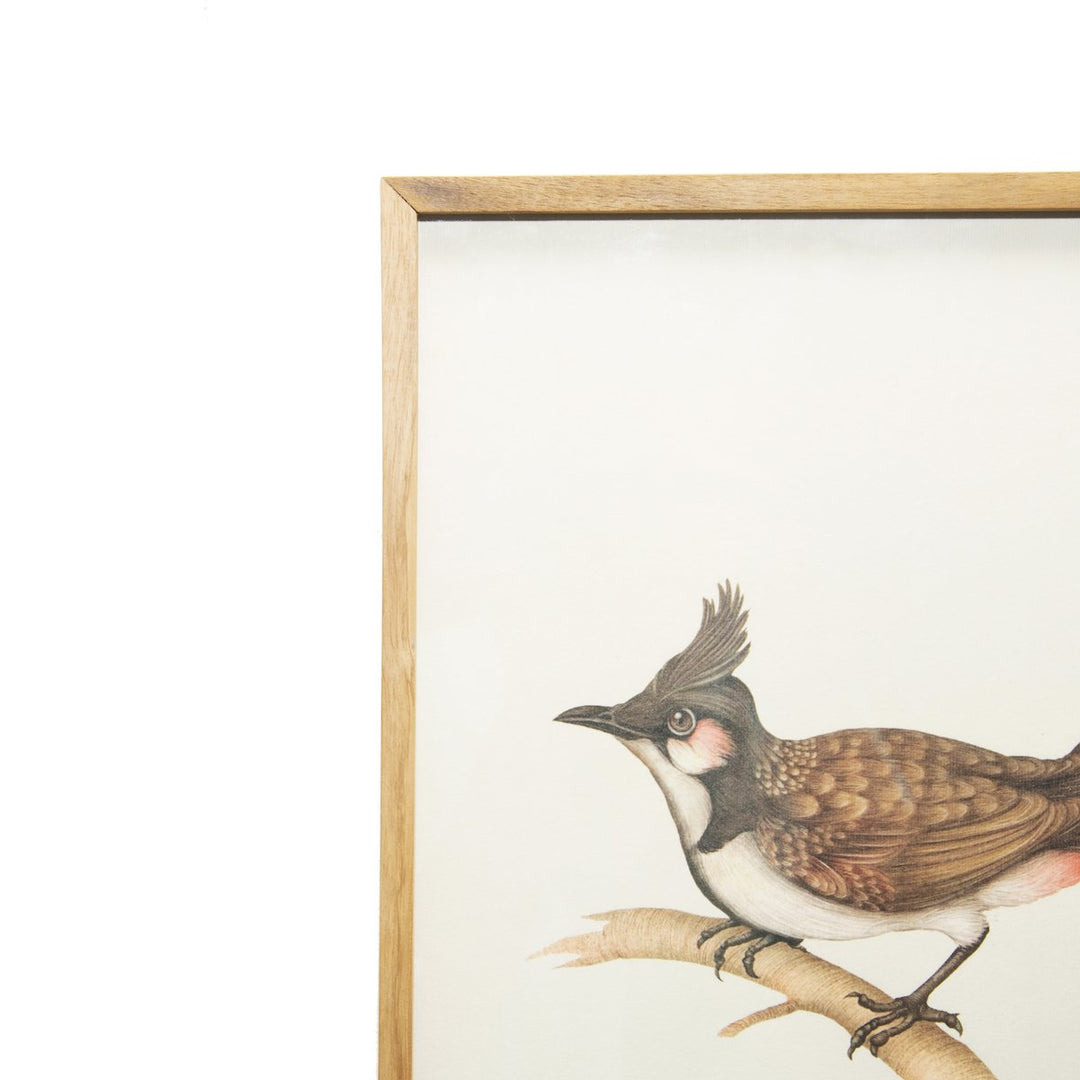 Red- vented Bulbul Wall Poster