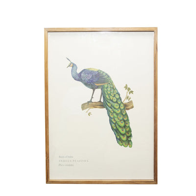 Indian Peafowl Wall Poster