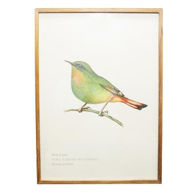Fire-tailed Myzornis Wall Poster