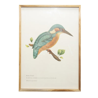 White-throated Kingfisher Wall Poster