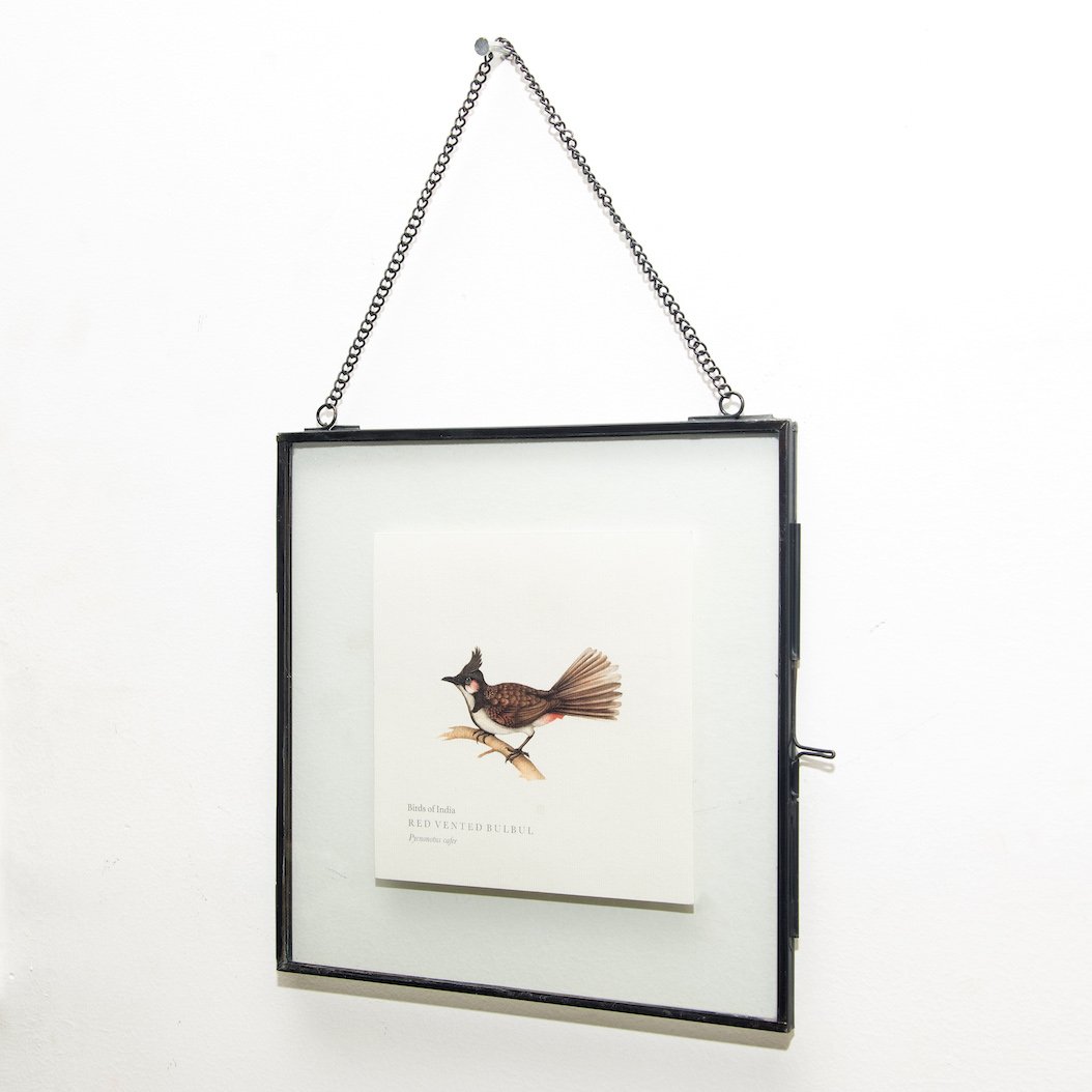 Red-vented Bulbul Print