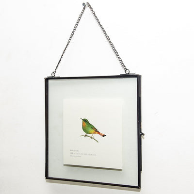 Fire-tailed Myzornis Print