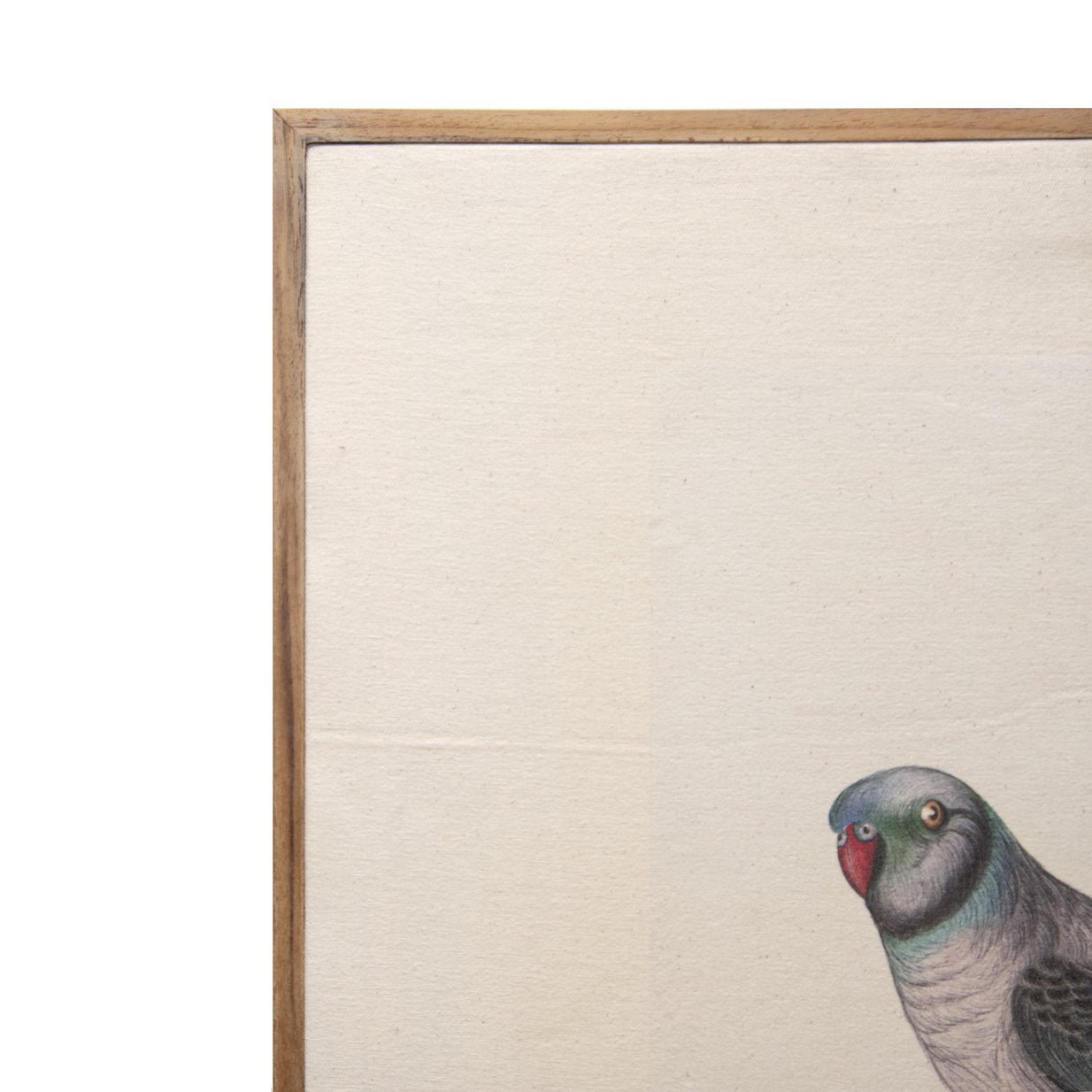 Malabar Parakeet Canvas with Teak Frame